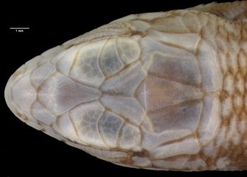 Media type: image;   Herpetology R-2133 Aspect: head dorsal